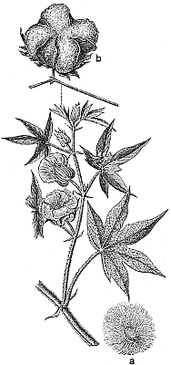 GOSSIPIUM HERBACEUM